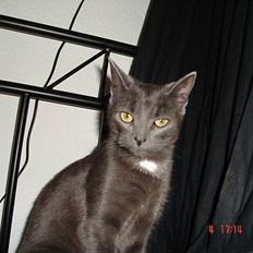 Huskat - Bella - forsvundet :-(