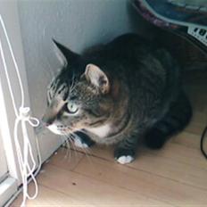 Blanding af racer mars