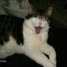 Blanding af racer Mille