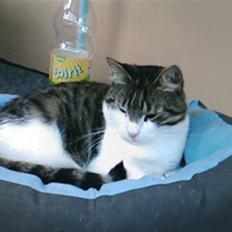 Blanding af racer Mille