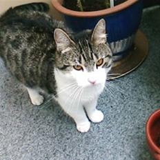 Blanding af racer Mille