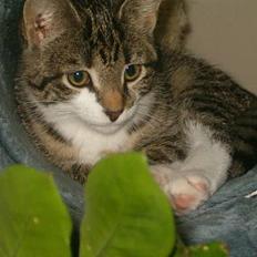 Blanding af racer Dulle