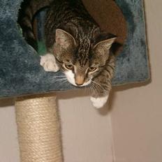 Blanding af racer Dulle