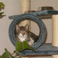 Blanding af racer Dulle