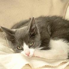 Blanding af racer puller