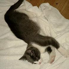 Blanding af racer puller