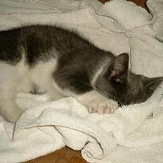 Blanding af racer puller