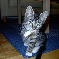 Blanding af racer Fiona