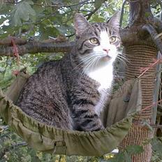 Blanding af racer Frederik