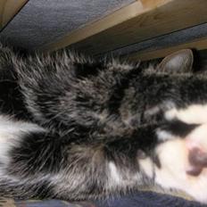 Blanding af racer Frederik