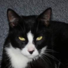 Blanding af racer Tulle