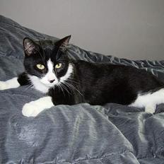 Blanding af racer Tulle