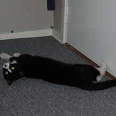 Blanding af racer Tulle