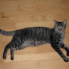 Blanding af racer Mads