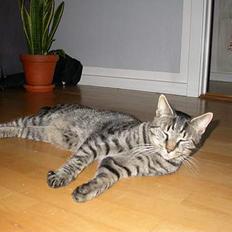 Blanding af racer Mads