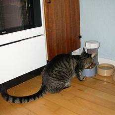 Blanding af racer Mads