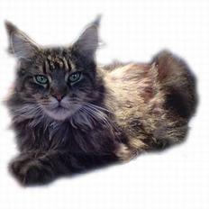 Maine Coon Ankicoon´s Shanti