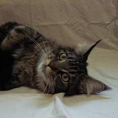 Maine Coon Ankicoon´s Shanti