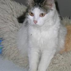 Blanding af racer Svupper i; -SOLGT