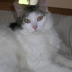 Blanding af racer Svupper i; -SOLGT