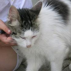 Blanding af racer Svupper i; -SOLGT