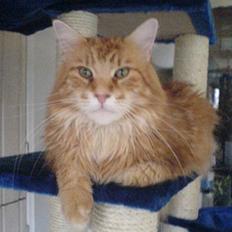 Maine Coon Gugger´s Pascha *Savnes*