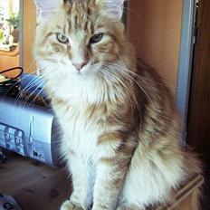 Maine Coon Gugger´s Pascha *Savnes*