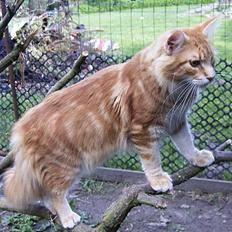 Maine Coon Gugger´s Pascha *Savnes*
