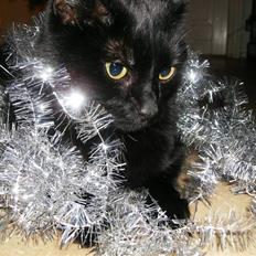 Huskat Bjarne 140 (hun kat)