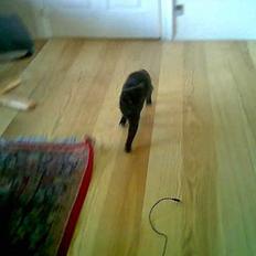 Huskat Bjarne 140 (hun kat)