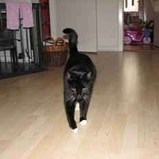 Blanding af racer Balou