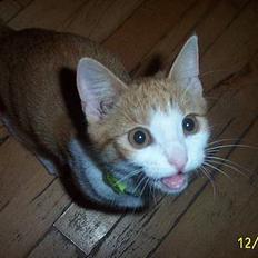 Blanding af racer Simba