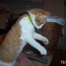 Blanding af racer Simba