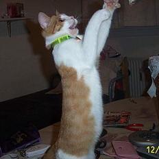 Blanding af racer Simba