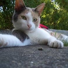 Blanding af racer † Madonna - DØD †  