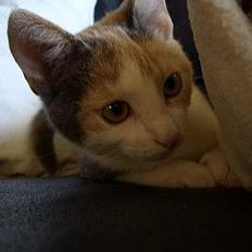 Blanding af racer † Madonna - DØD †  