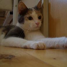 Blanding af racer † Madonna - DØD †  