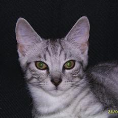 Blanding af racer Tyson