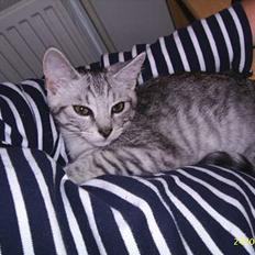 Blanding af racer Tyson