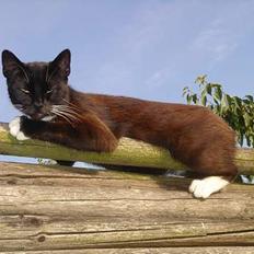 Huskat Ursula *DØD*