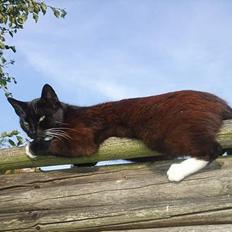 Huskat Ursula *DØD*