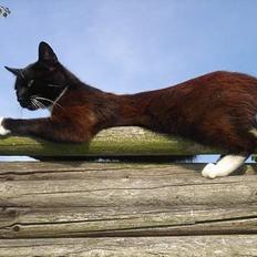 Huskat Ursula *DØD*