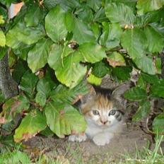 Blanding af racer Josefine 