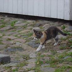 Blanding af racer Josefine 