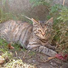 Blanding af racer Fanta.. :D