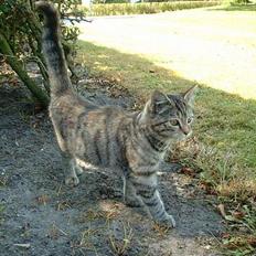 Blanding af racer Fanta.. :D