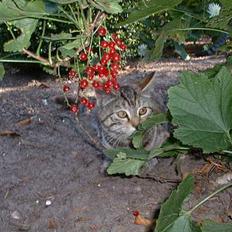 Blanding af racer Fanta.. :D