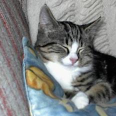 Blanding af racer Lucky