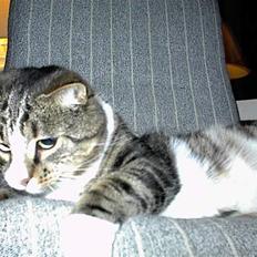 Blanding af racer Lucky