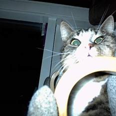 Blanding af racer Lucky